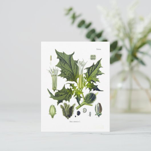 Stechpalme Postkarte (Stehend Vorderseite)