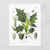 Stechpalme Postkarte (Vorderseite)