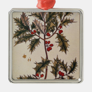 Stechpalme von "einem neugierigen Kräuter", 1782 Silbernes Ornament