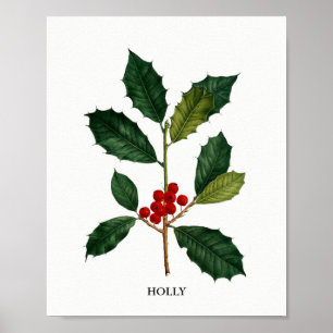 Stechpalmen-botanischer Druck Poster