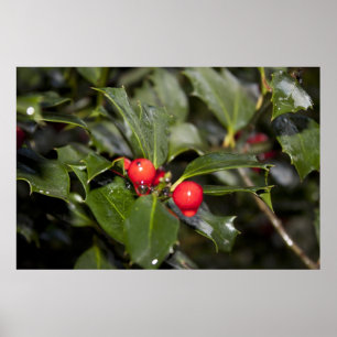 Stechpalmenblätter und -beeren, Regentropfen Poster