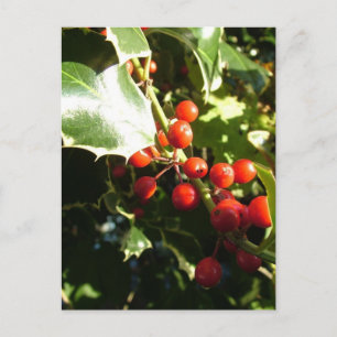 Stechpalmenblätter und rote Beeren, Weihnachten