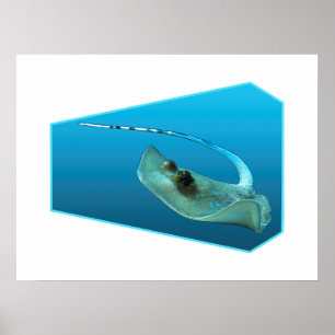 Stechrochen bewegt sich! Designverlauf blauer Hint Poster