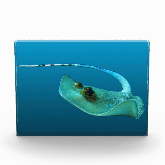 Stechrochen in Bewegung! Farbverlauf blauer Hinter Fotoblock (Vorderseite)