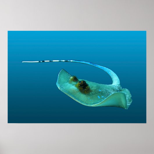 Stechrochen in Bewegung! Farbverlauf blauer Hinter Poster (Vorne)