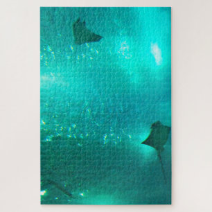 Stechrochen in einem Aquarium. Puzzle