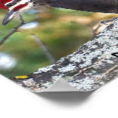 Stechspecht Poster (Ecke)