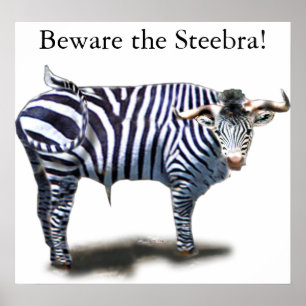 Steebra Poster