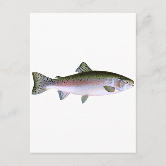 Steelhead Rainbow Trout Fishing-Logo Postkarte (Vorderseite)