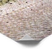 Steelhead Trout Poster (Ecke)