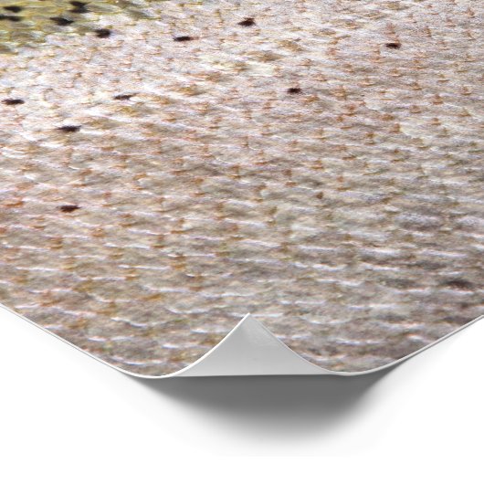 Steelhead Trout Poster (Ecke)