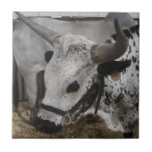 Steer Fliese (Vorderseite)