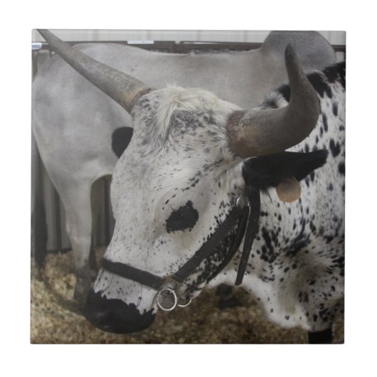 Steer Fliese (Vorderseite)