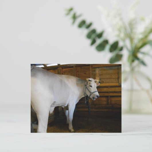 Steer Postkarte (Stehend Vorderseite)