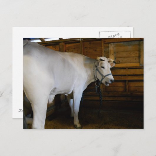 Steer Postkarte (Vorne/Hinten)