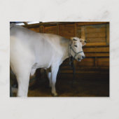 Steer Postkarte (Vorderseite)