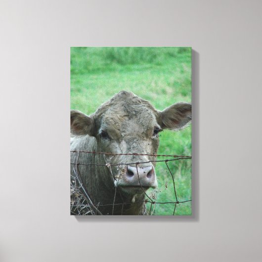 Steer sagt Hallo Leinwanddruck (Vorderseite)