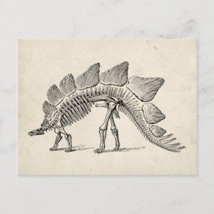 Stegosaurus Dinosaur Skeleton Fossil Postkarte
