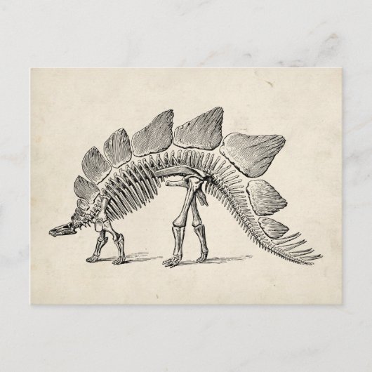 Stegosaurus Dinosaur Skeleton Fossil Postkarte (Vorderseite)
