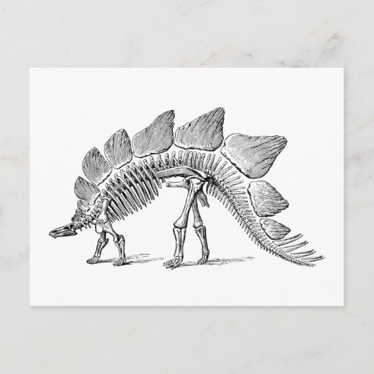 Stegosaurus Dinosaur Skeleton Fossil Postkarte (Vorderseite)