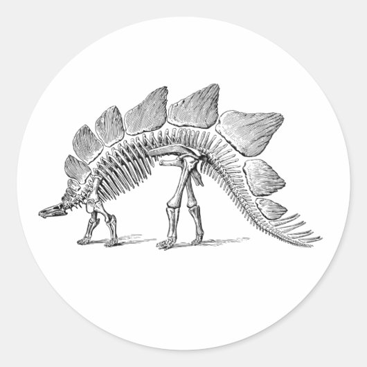 Stegosaurus Dinosaur Skeleton Fossil Runder Aufkleber (Vorderseite)