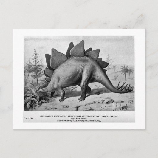 Stegosaurus ungulatus Art Postkarte (Vorderseite)