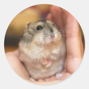 Stehend Baby Hamster Runder Aufkleber