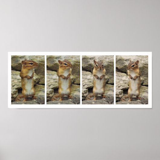 Stehend Chipmunk Poster (Vorne)