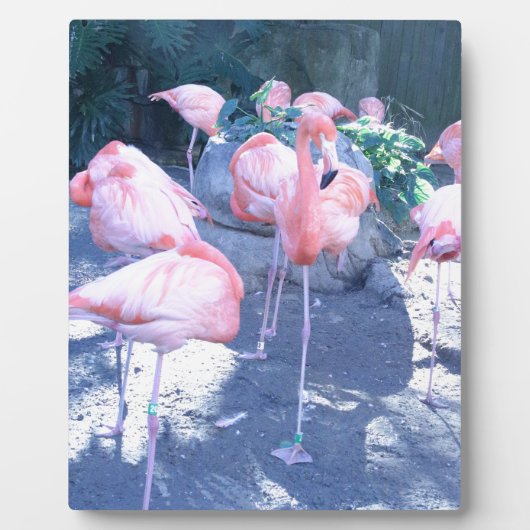 Stehend Flamingo Fotoplatte (Vorderseite)