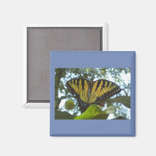 Stehend-Gelbmonarch Magnet (Vorderseite/Rückseite)