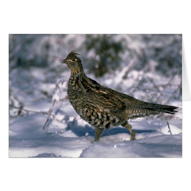 Stehend in schneebedeckten Wäldern (Vorderseite (Horizontal))