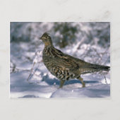 Stehend in schneebedeckten Wäldern Postkarte (Vorderseite)