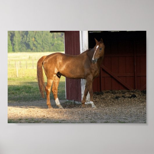 Stehend Kastanie Poster (Vorne)