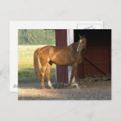 Stehend Kastanie Postkarte (Vorne/Hinten)