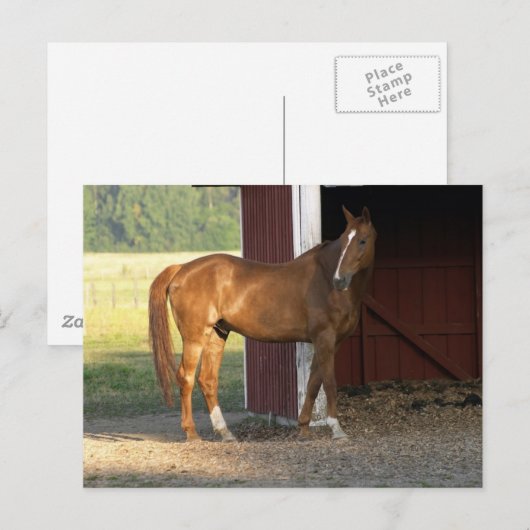 Stehend Kastanie Postkarte (Vorne/Hinten)