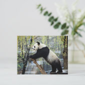 Stehend Panda Postkarte (Stehend Vorderseite)