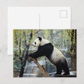 Stehend Panda Postkarte (Vorne/Hinten)