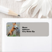 Stehend Red Fox (Insitu)