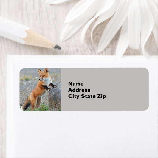 Stehend Red Fox (Insitu)