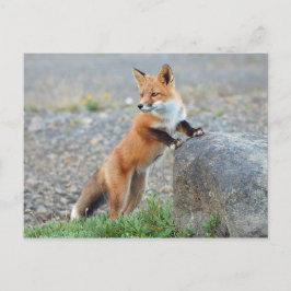 Stehend Red Fox Postkarte