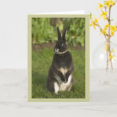 Stehend Rex Rabbit Karte (Gelbe Blume)