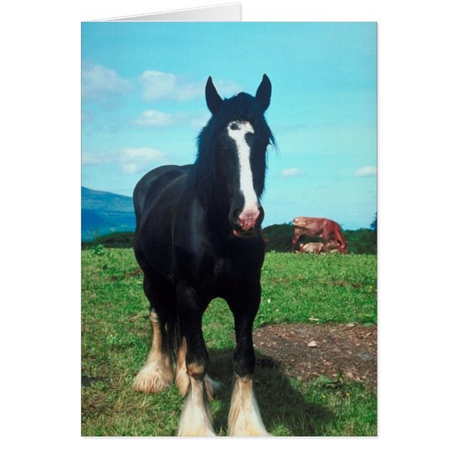 Stehend Shire (Vorne)