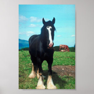 Stehend Shire Poster