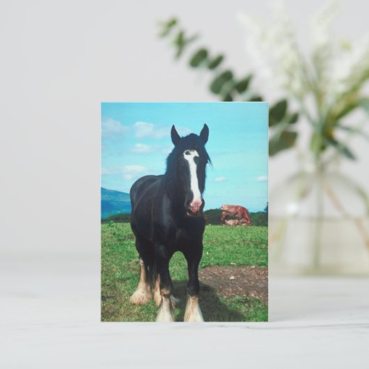 Stehend Shire Postkarte (Stehend Vorderseite)