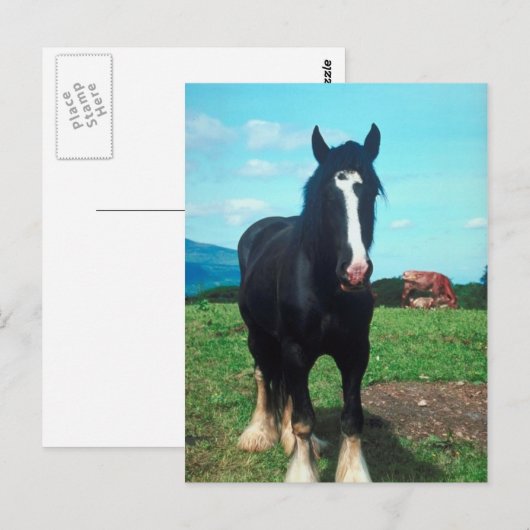 Stehend Shire Postkarte (Vorne/Hinten)