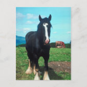 Stehend Shire Postkarte (Vorderseite)