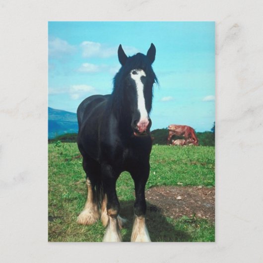 Stehend Shire Postkarte (Vorderseite)