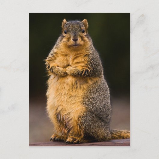 Stehend Tal Postkarte (Vorderseite)