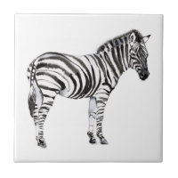 Stehend Zebra