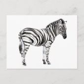 Stehend Zebra Postkarte (Vorderseite)